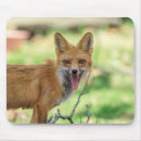 Suche nach roter fuchs mousepads Natur
