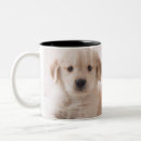 Recherche de golden retrievers tasses Mignon