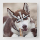 Suche nach husky wanduhren Welpe