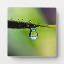 Suche nach wassertropfen fotoplatten Makro