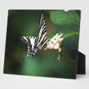 Suche nach zebra fotoplatten Schmetterling