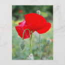Suche nach mohn postkarten Feld