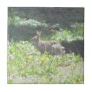 Recherche de lapin sauvage carreaux Nature