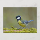 Recherche de tireur cartes postales Oiseau