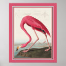 Recherche de flamant américain posters Amérique
