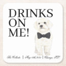 Suche nach havanese Bichon