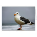 Suche nach pazifisch karten Vögel