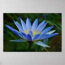 Suche nach lotus flower poster Waterlily