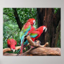 Suche nach blaue papageien poster Schön