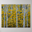 Recherche de arbre de bouleau posters Arbres