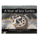 Recherche de tortue calendriers Marine
