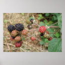 Suche nach brombeere poster Sommer
