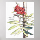 Recherche de arbre celtique posters Druide