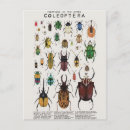 Recherche de coléoptère cartes postales Insecte