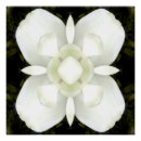 Suche nach magnolie poster Grün