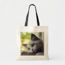 Recherche de ragdoll sacs Chaton