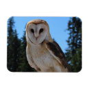 Recherche de chouettes magnets Animaux