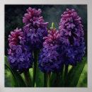 Suche nach hyazinthen poster Blume