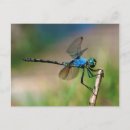 Suche nach blaue libelle postkarten Schön