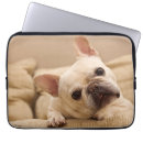 Suche nach french bulldog laptop schutzhüllen Junges tier