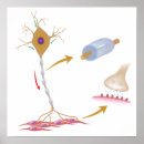 Suche nach neuronen poster Menschlich