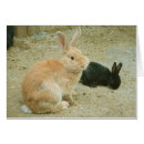 Suche nach hopper postkarten Kaninchen