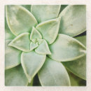 Recherche de plantes bar Fleur