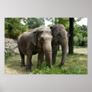 Suche nach elefant poster Asiatische elefanten