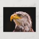 Suche nach amerikanischer adler postkarten Greifvögel