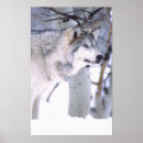 Suche nach canis lupus poster Schnee