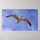 Recherche de mouettes posters Baie