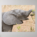 Suche nach fütterung poster Fauna