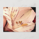 Suche nach alstroemeria postkarten Flora