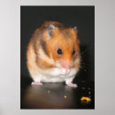 Recherche de mon hamster posters Animaux