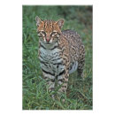 Suche nach bedrohte tiere poster Wildtiere
