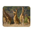 Suche nach lebensraum magnete Natur