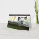 Suche nach niedliche spinne karten Katze