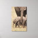 Suche nach afrikanische elefanten leinwandbilder Tiere