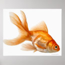Recherche de goldfish posters Animal