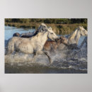 Recherche de troupeau de chevaux sauvages posters Nature