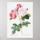 Recherche de rosier posters Fleur