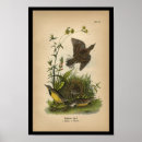 Suche nach audubon vögel poster Vintag