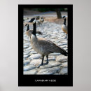 Recherche de oie posters Animaux