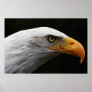Recherche de aigle chauve posters Noir