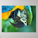 Recherche de colorful bird posters Parrot