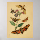 Recherche de vintage butterfly posters Moth