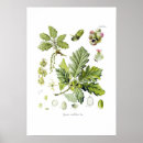 Suche nach botanische eiche poster Blume