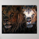 Suche nach exotische katzen poster Dschungel