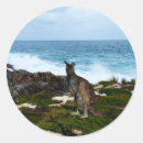 Suche nach wallaby aufkleber Känguru