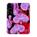 Recherche de orchidée magnets Rose